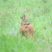 Včerajší roháčik