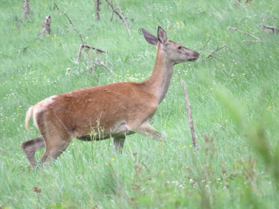 v podvečer na paši