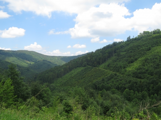 jún v Levočských vrchoch