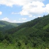 jún v Levočských vrchoch