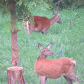 jedným očkom ma sledovala