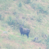 Karpaťák na diaľku