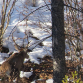 Šesťtorák ešte nosí...