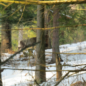 keď strom zavadzia...