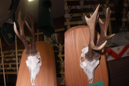 Chovateľská prehliadka OPK Kežmarok