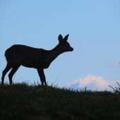 Podvečerná srna...