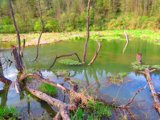 v kráľovstve bobra...