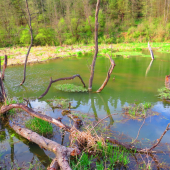 v kráľovstve bobra...