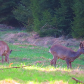srnčia na paši...