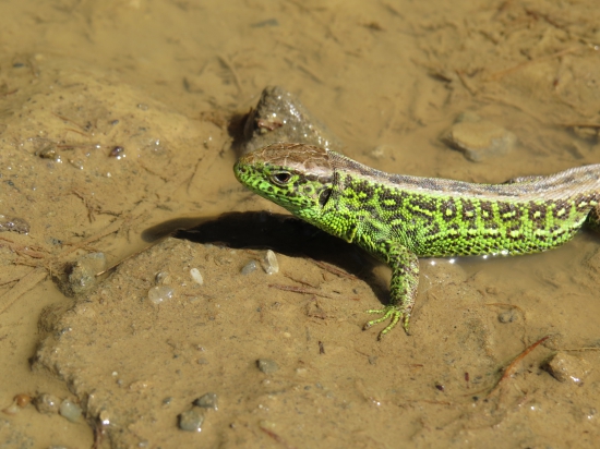 jašterica krátkohlavá...