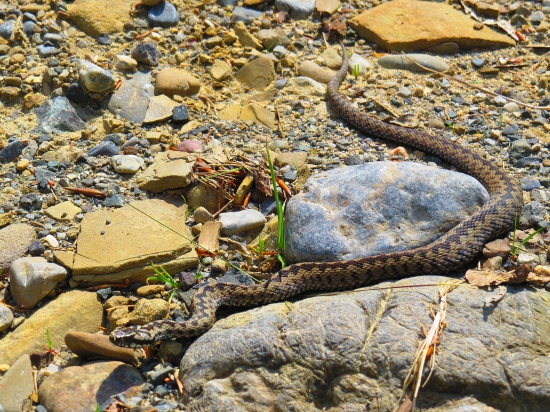 vipera berus...