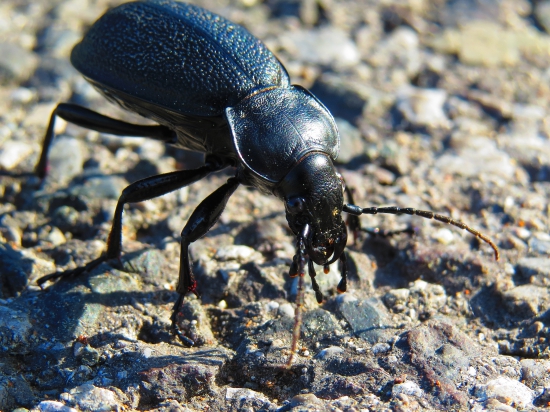 Bystruška kožovitá...