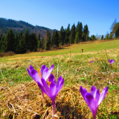 príroda sa prebúdza...