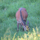 Jelenica na paši...