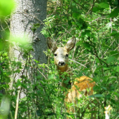 zapozeraná srnka...