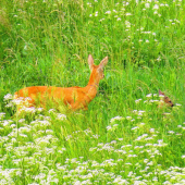 mladému len hlava trčí...