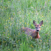 vo vysokej tráve...