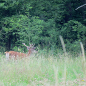 Lykáč na úteku...