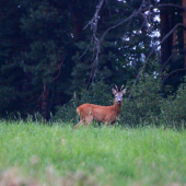 Podvečerný srnec...
