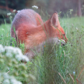 líška v tráve...