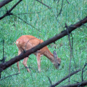 na večernej paši...