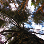 do korún stromov...