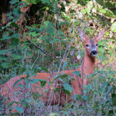 Podvečer v rúbani...