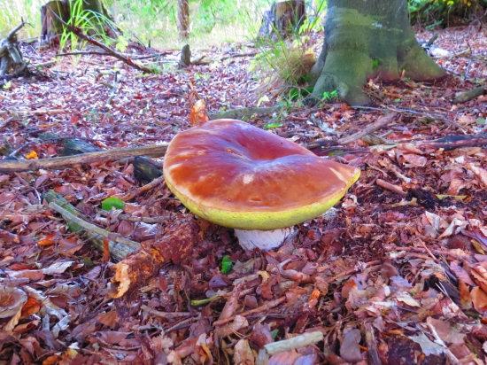 v bukovom lesíku...