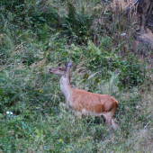 jelenica na rúbani...