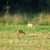 Srna s mladým...