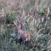 s jedným parohom...
