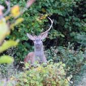 polovičák sa opäť ukázal...