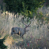 Obháňal dvoch bočných...