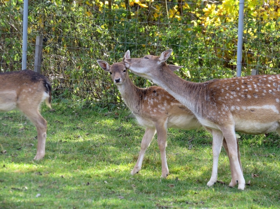 niečo ti pošepkám...
