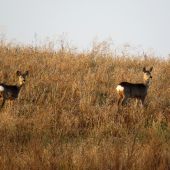 na zimu pripravené...