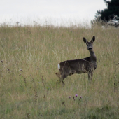 v očakávaní zimy...