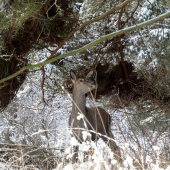 v zasneženom lese...