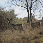 srnčie stretnutie...