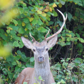polovičák z ruje...