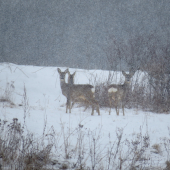 za hustého sneženia...