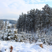 keď vládne zima...