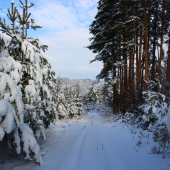 zasneženým lesom...