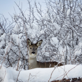 bol som sledovaný...