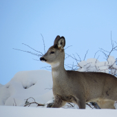 v zasneženej krajine...