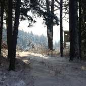 v kráľovstve lesa...