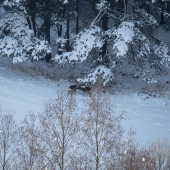 srnčia v diaľke...