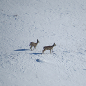 na zasneženej lúke...