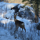 srnčie stretnutie...