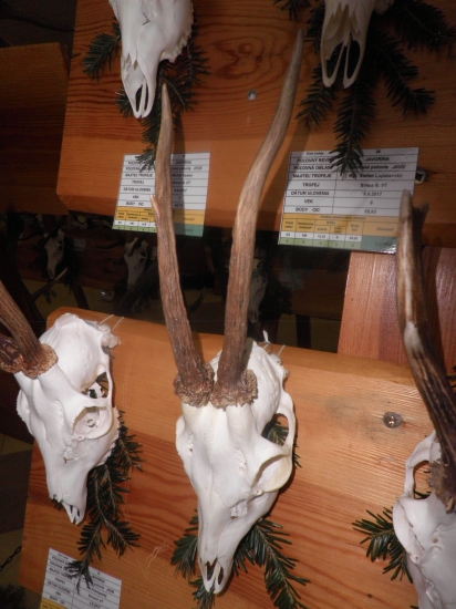 Antilopa slovenská...