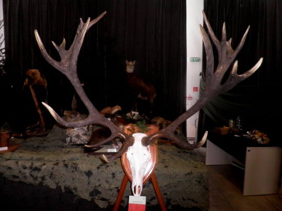 Chovateľská prehliadka Poprad...